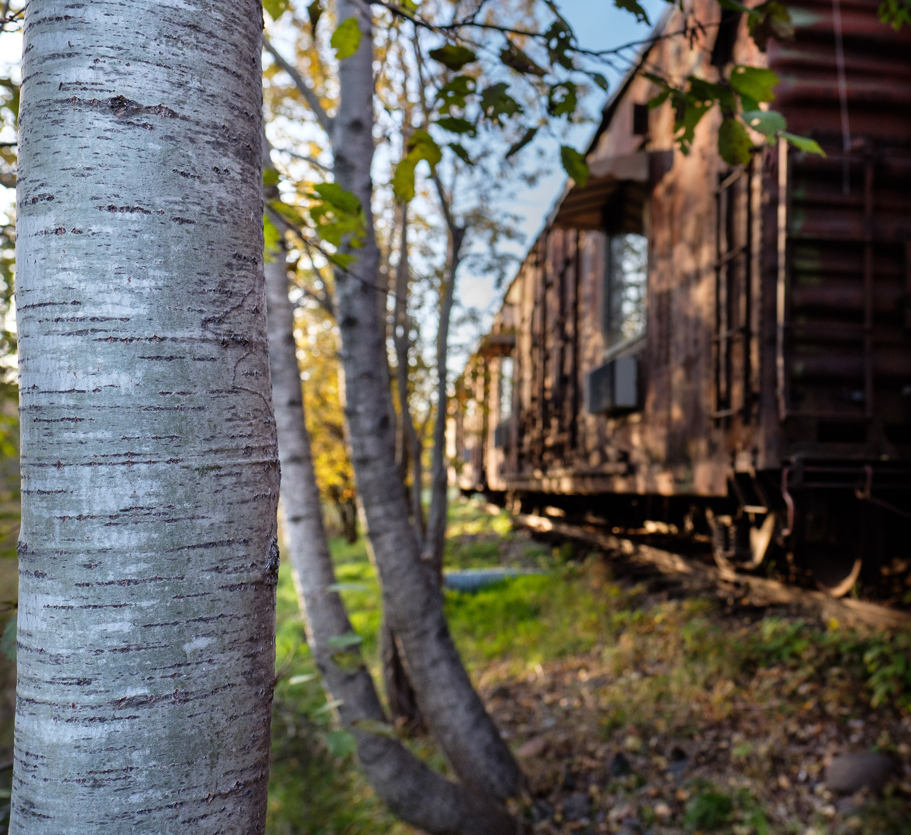 Boxcar in Woods
